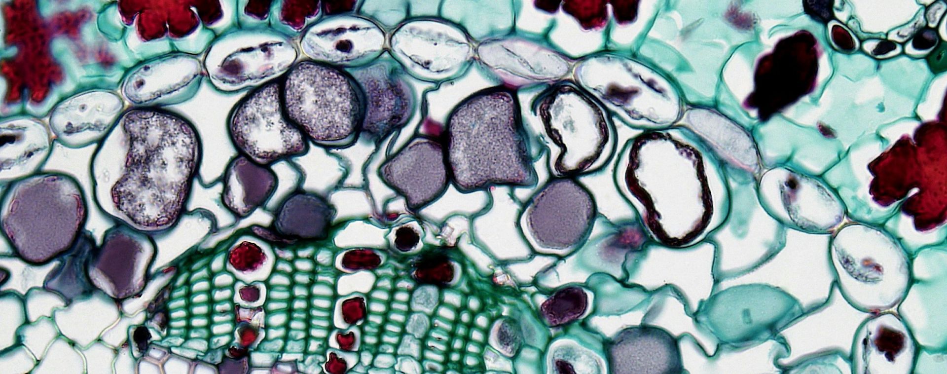 A vibrant microscopic view of plant cells highlighting intricate cellular patterns.